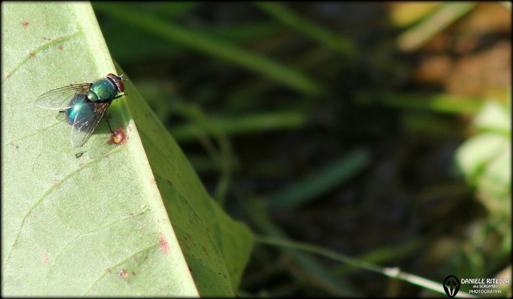 Da identificare per favore...: cfr. Muscidae?